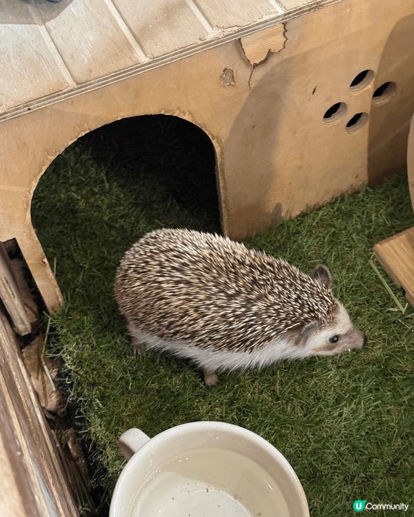 大阪Animeal 動物咖啡店 這個店有熊狸