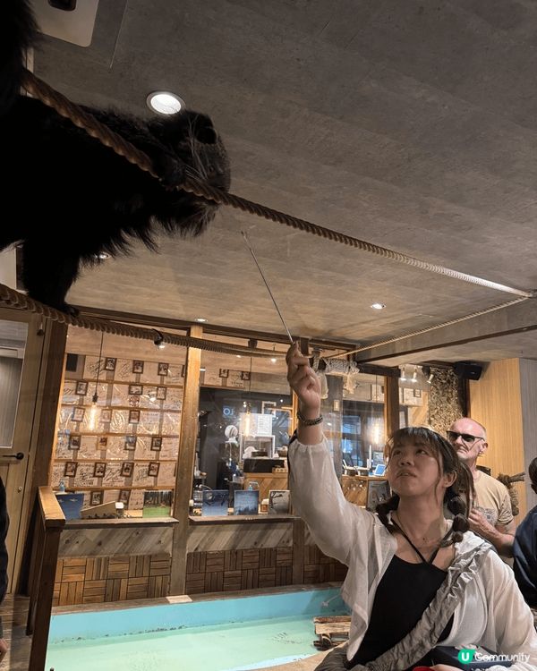 大阪Animeal 動物咖啡店 這個店有熊狸