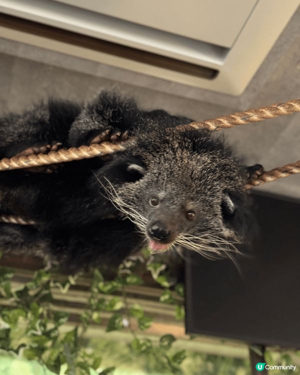 大阪Animeal 動物咖啡店 這個店有熊狸