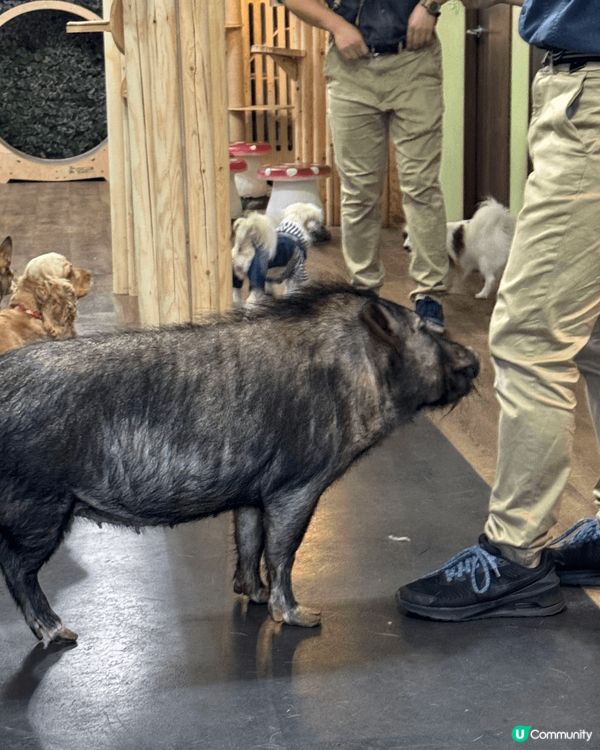 大阪Animeal 動物咖啡店 這個店有熊狸