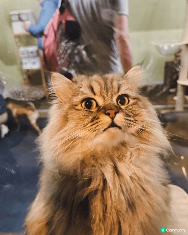 大阪Animeal 動物咖啡店 這個店有熊狸