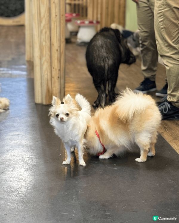 大阪Animeal 動物咖啡店 這個店有熊狸