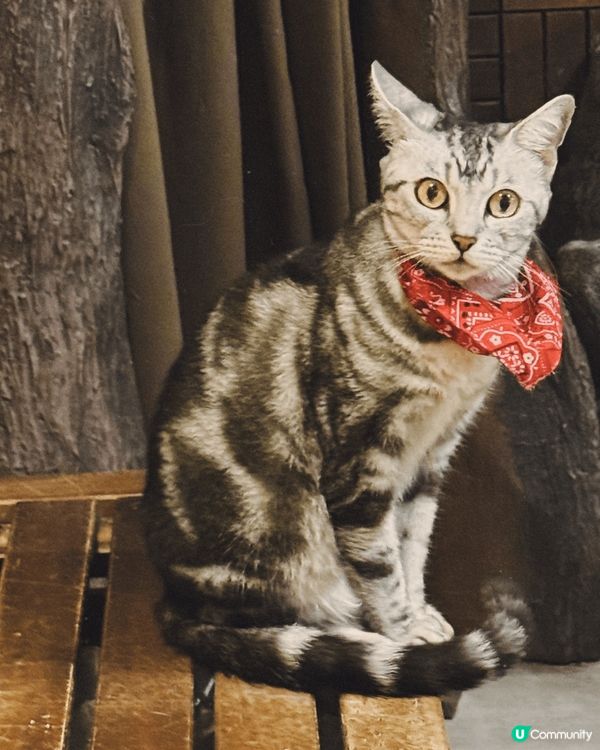 大阪Animeal 動物咖啡店 這個店有熊狸