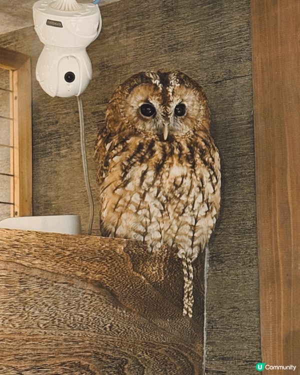 大阪Animeal 動物咖啡店 這個店有熊狸