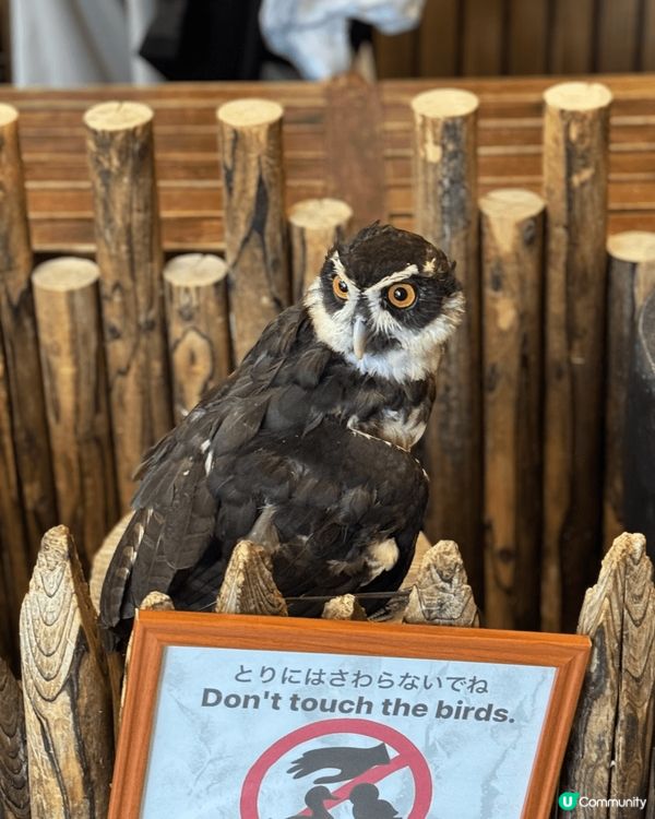 大阪Animeal 動物咖啡店 這個店有熊狸