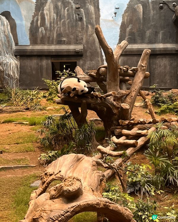 一定係海洋公園熊貓館睇熊貓，大人細路都岩睇！探下熊貓打卡影靚...