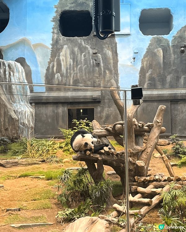 一定係海洋公園熊貓館睇熊貓，大人細路都岩睇！探下熊貓打卡影靚...