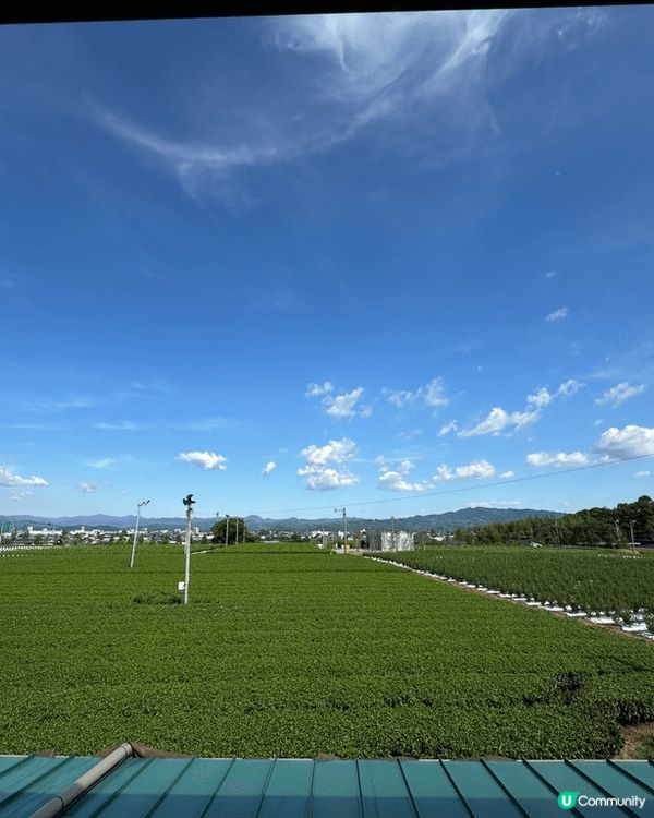 位於福岡八女市-大石茶園お茶村