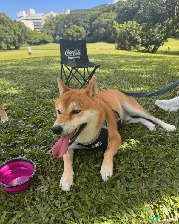 見天氣咁好，帶咗佢去粉嶺哥爾夫球場～ 