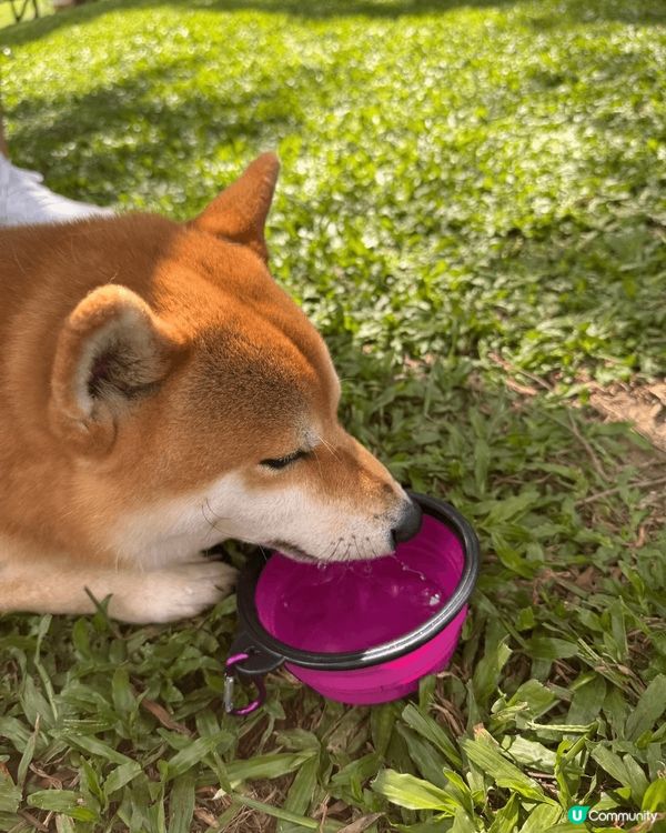 見天氣咁好，帶咗佢去粉嶺哥爾夫球場～ 