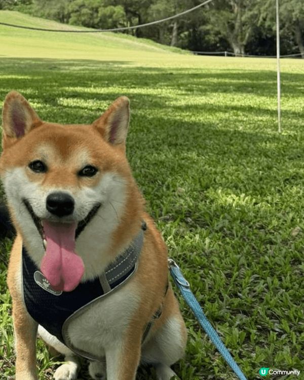 見天氣咁好，帶咗佢去粉嶺哥爾夫球場～ 