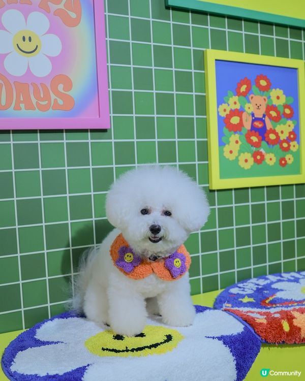 打卡韓國超火 Wiggle wiggle🌼 期間限定店