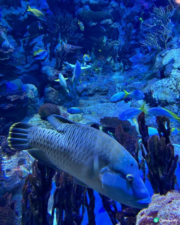 一家大細海洋公園遊！🥳📸