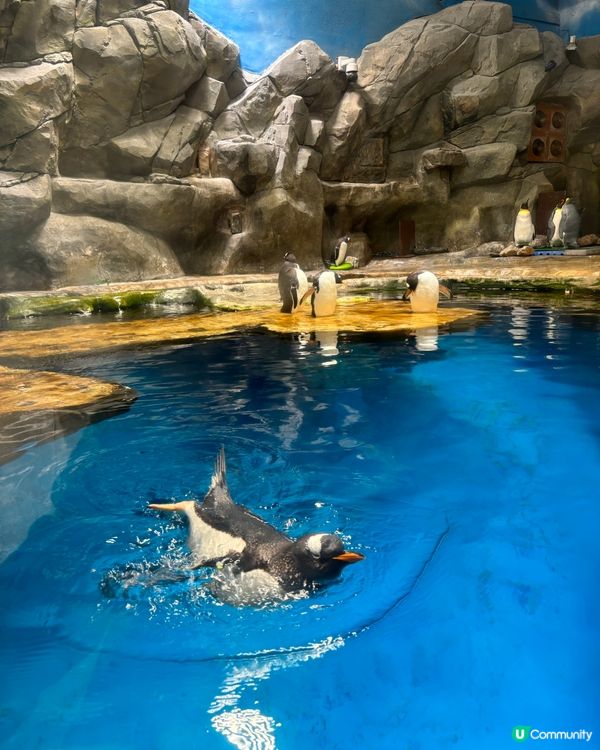 一家大細海洋公園遊！🥳📸