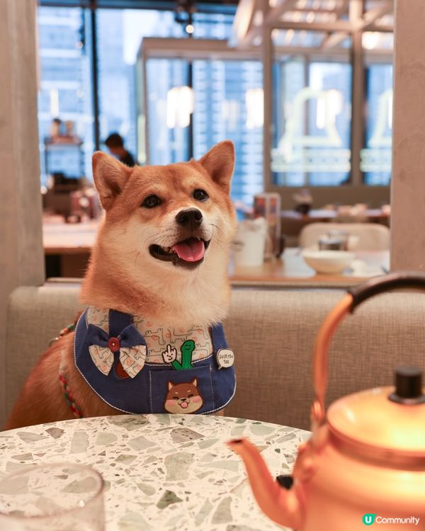 毛孩可以一齊飲茶😍