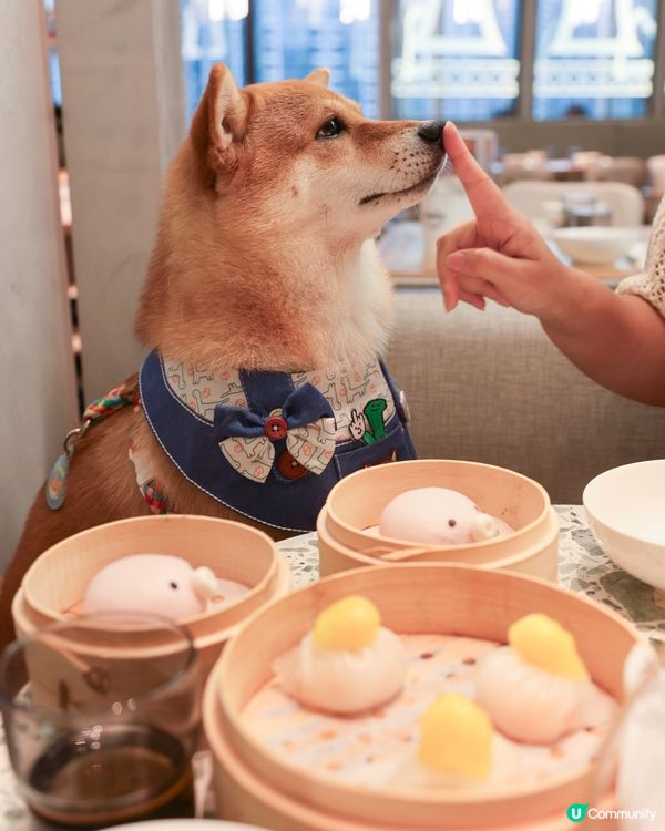 毛孩可以一齊飲茶😍