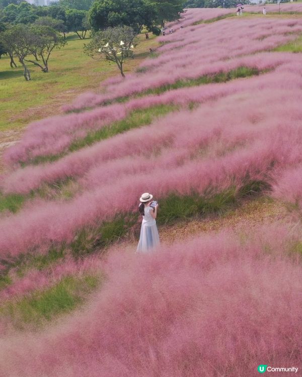 深圳國慶賞花攻略🌸！陌上花公園免費打卡📸！