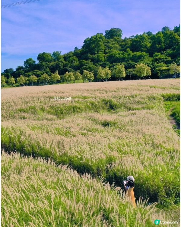 深圳國慶賞花攻略🌸！陌上花公園免費打卡📸！