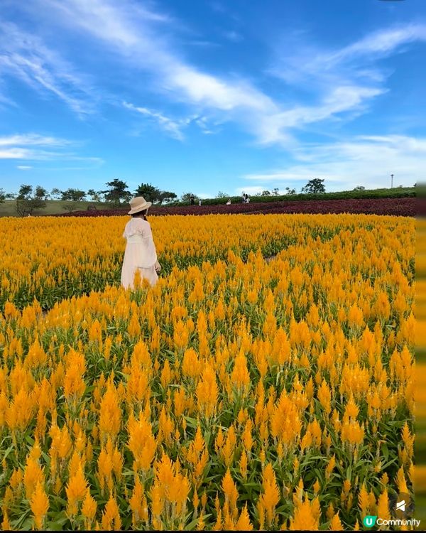 深圳國慶賞花攻略🌸！陌上花公園免費打卡📸！