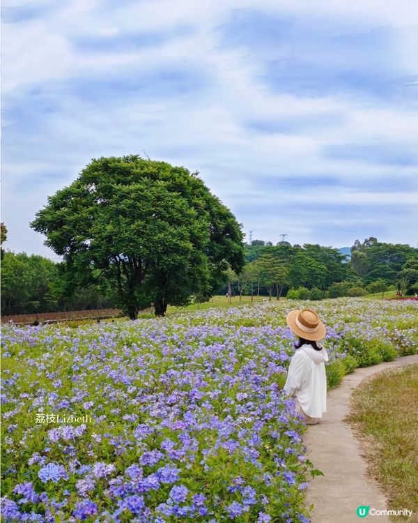 深圳國慶賞花攻略🌸！陌上花公園免費打卡📸！