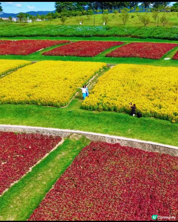 深圳國慶賞花攻略🌸！陌上花公園免費打卡📸！