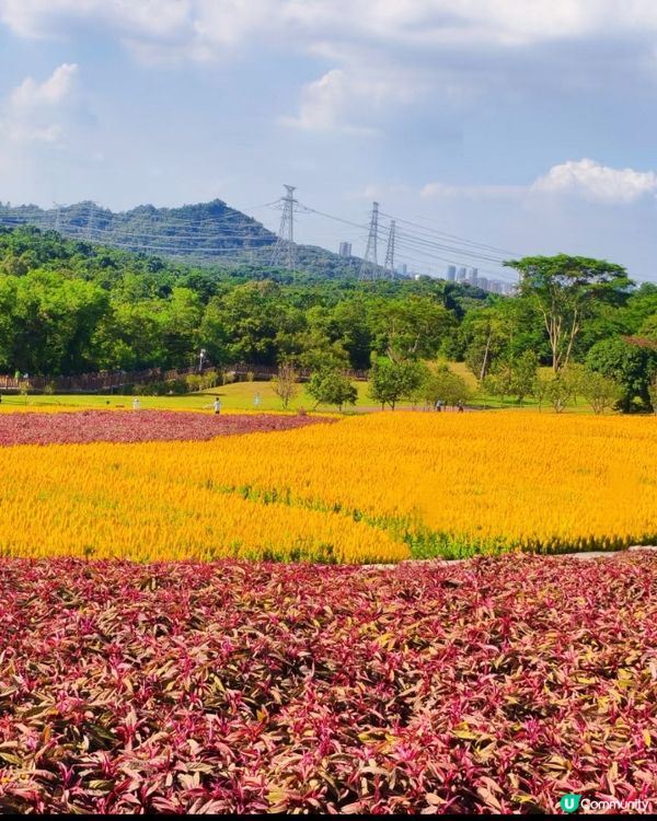 深圳國慶賞花攻略🌸！陌上花公園免費打卡📸！