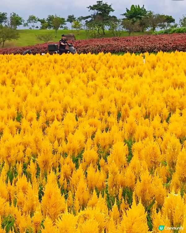 深圳國慶賞花攻略🌸！陌上花公園免費打卡📸！
