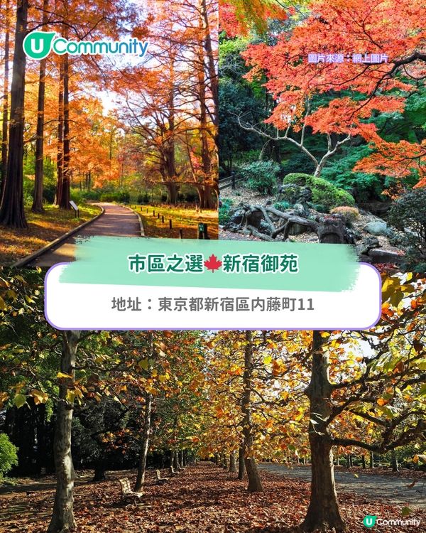 【東京紅葉2025】東京賞楓景點10選 附最佳賞楓時間&交通方式
