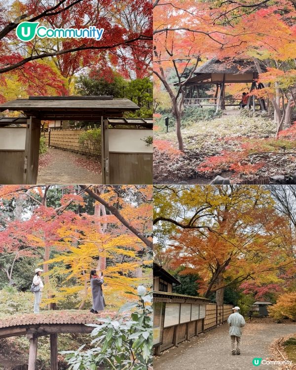 【東京紅葉2025】東京賞楓景點10選 附最佳賞楓時間&交通方式