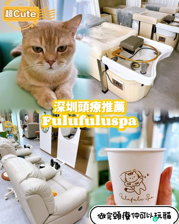 深圳頭療+貓互動推薦❗️