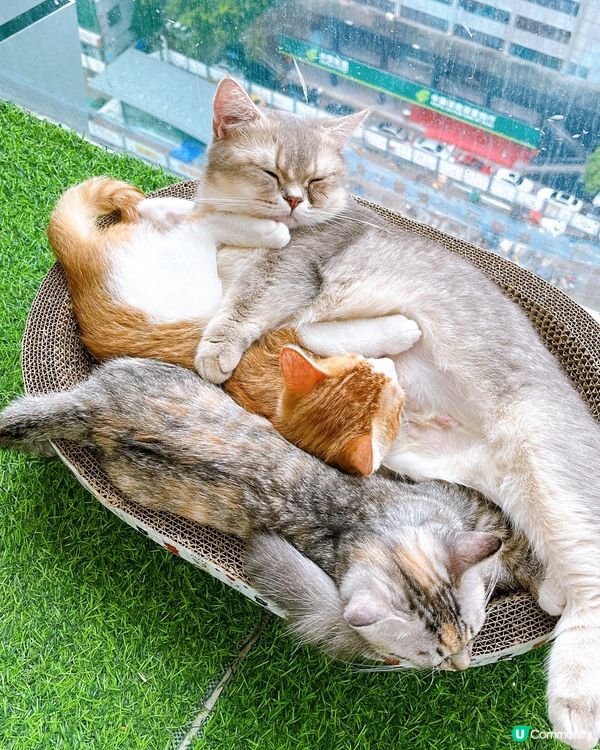 深圳頭療+貓互動推薦❗️