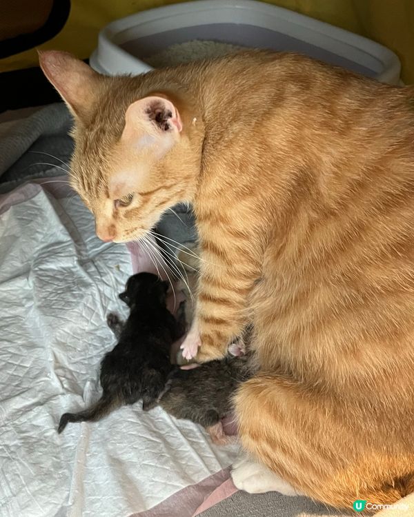 深圳頭療+貓互動推薦❗️