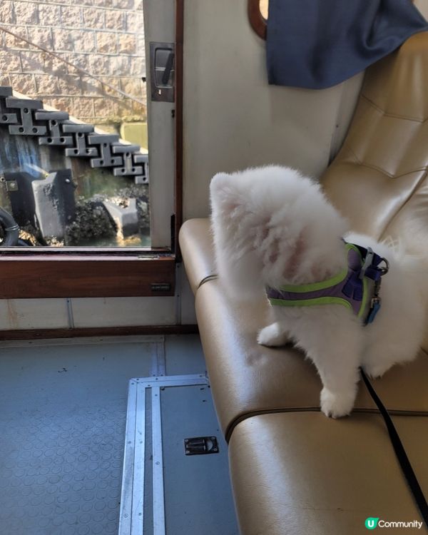 將南碼頭遊船河