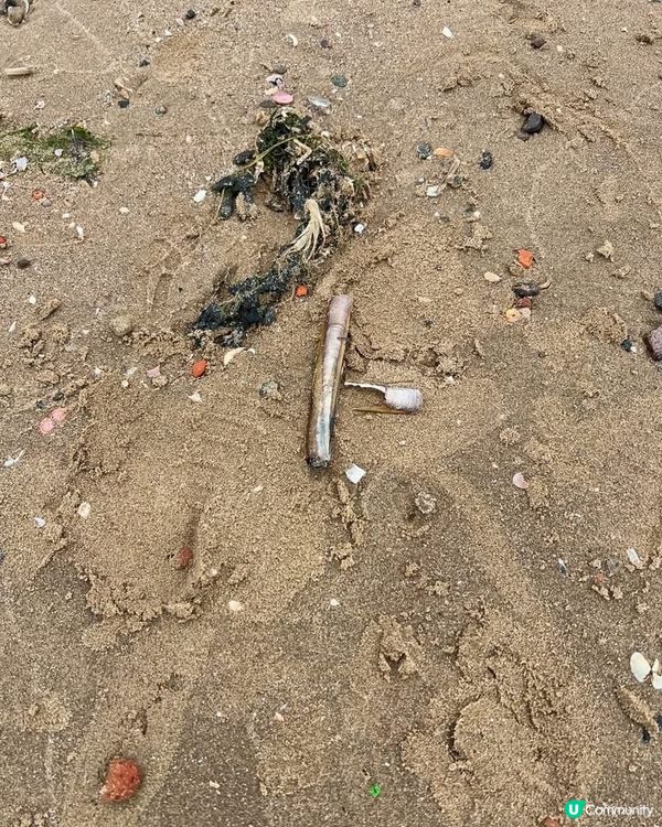 『英國』利物浦｜Crosby Beach