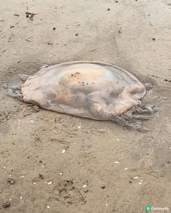 『英國』利物浦｜Crosby Beach