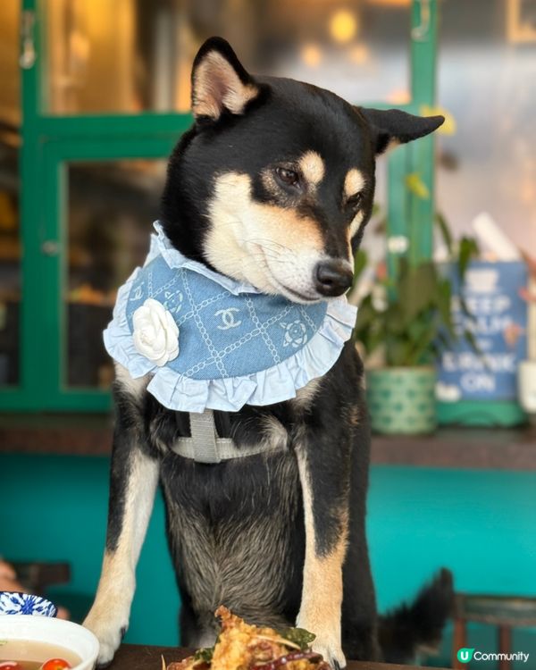 泰國pet friendly 餐廳🦀🍜🥭😋