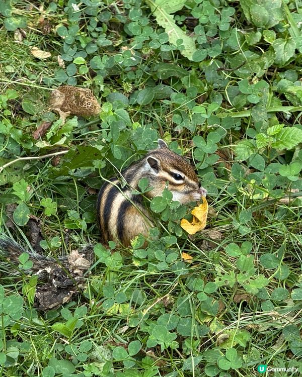 【小樽天狗山半天遊】山上大量免費景點！小朋友最愛花栗鼠公園