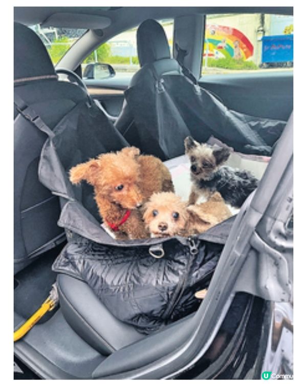 動物收容中心颱風前疏散貓狗愛心市民及機構借出暫託空間