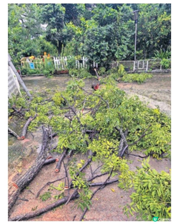 動物收容中心颱風前疏散貓狗愛心市民及機構借出暫託空間