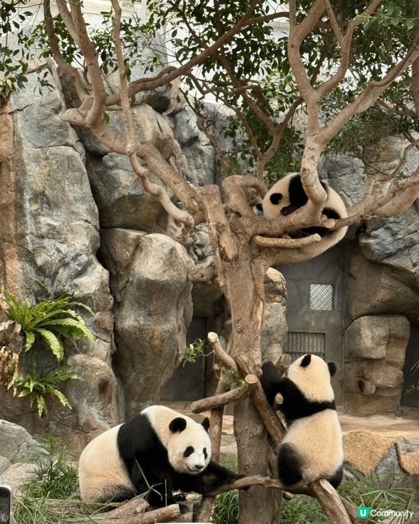 第一個推介的地方是海洋公園，海洋公園乃香港著名的主題樂園，內...