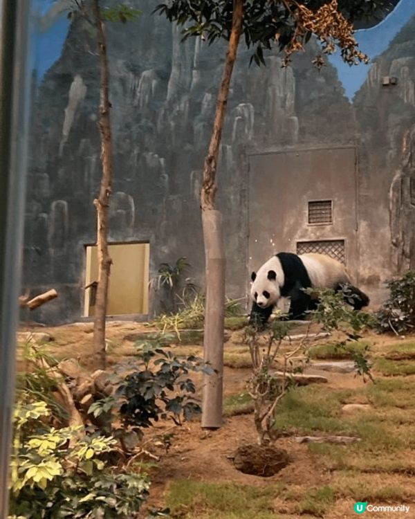 香港海洋公園，是一座集海陸動物展覽、機動遊戲、大型表演的主題...