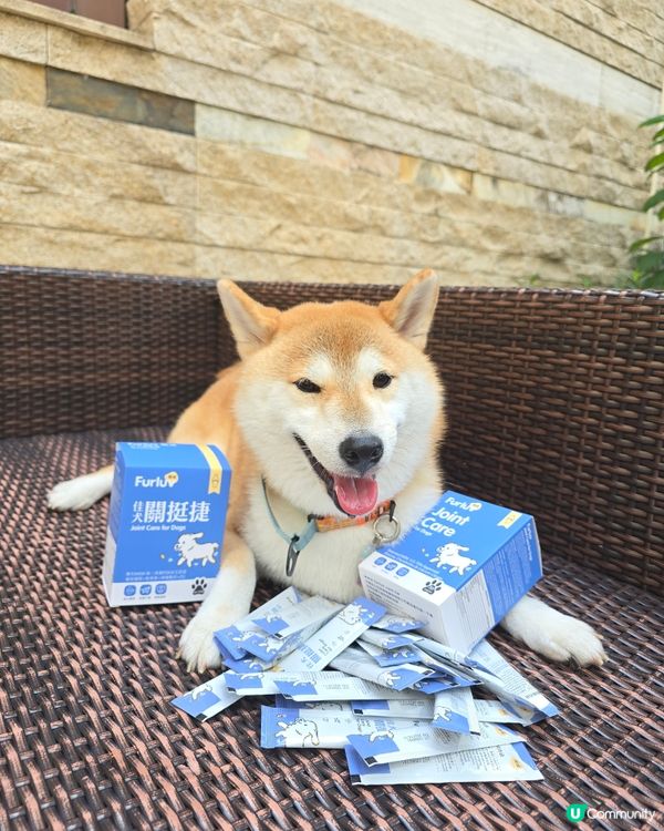 狗狗保護關節好重要