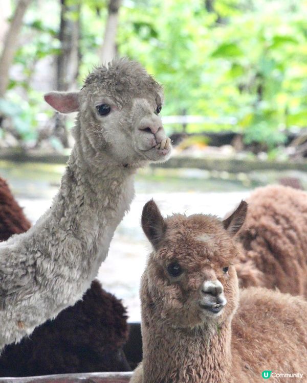 性價比超高的動物園！