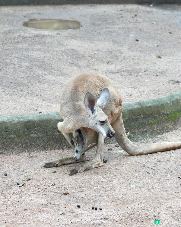 性價比超高的動物園！