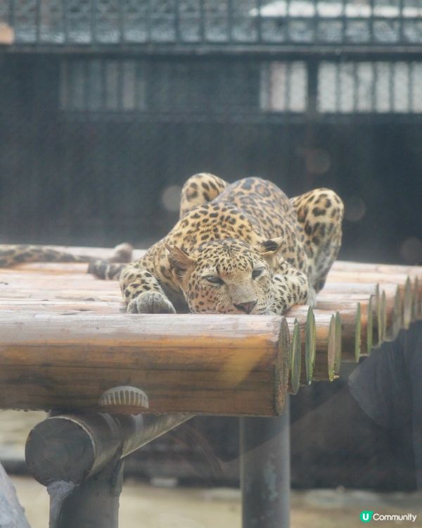 性價比超高的動物園！