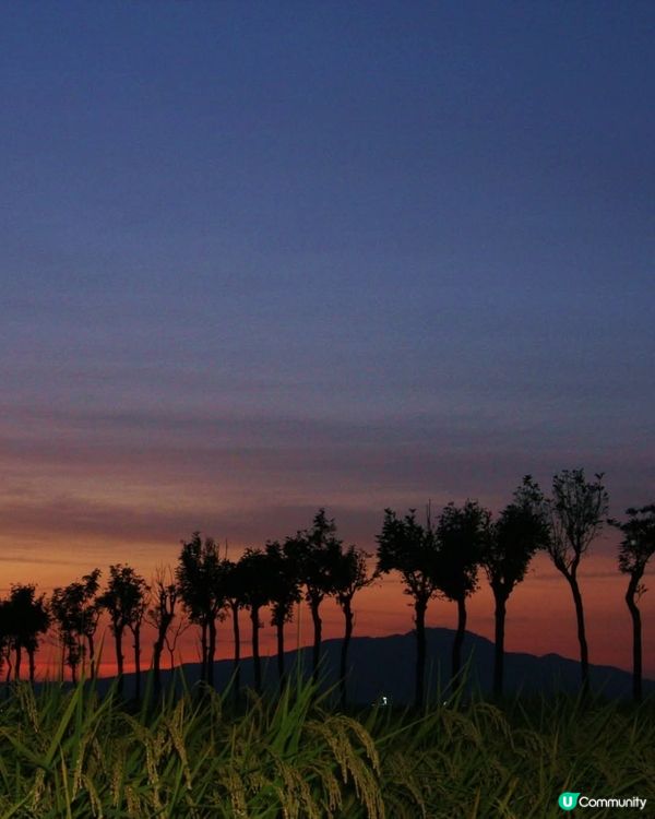 秋遊新潟🌾！稻草香氣撲鼻😍！