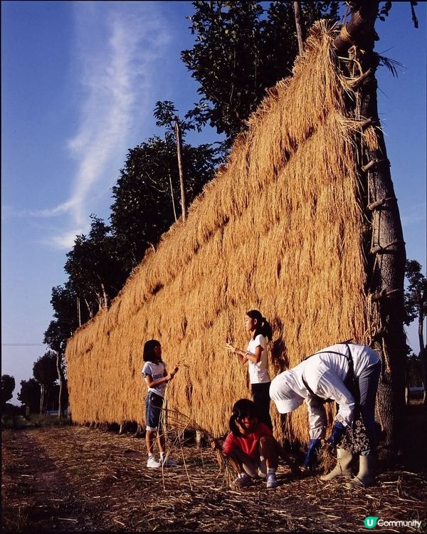 秋遊新潟🌾！稻草香氣撲鼻😍！