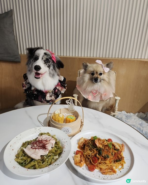 帶毛孩上太空食月餅