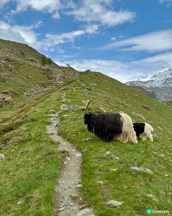 《瑞士Zerrmat 馬特洪峰五湖路線》part 2