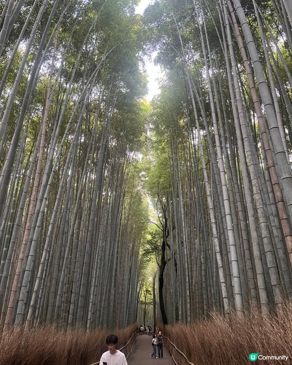 京都之旅！⛩️ 伏見稻荷嵐山攻略！🤩